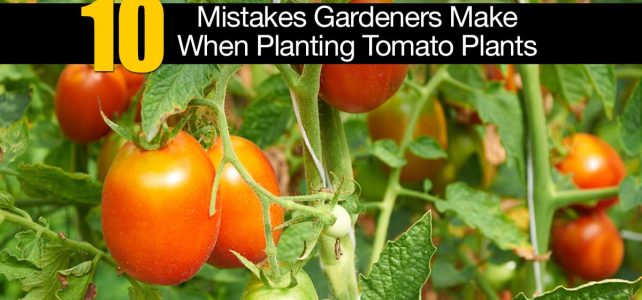 Comment réussir ses plantes de tomate ?