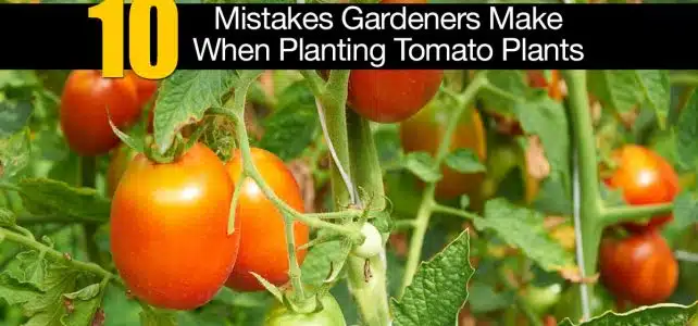 Comment réussir ses plantes de tomate ?